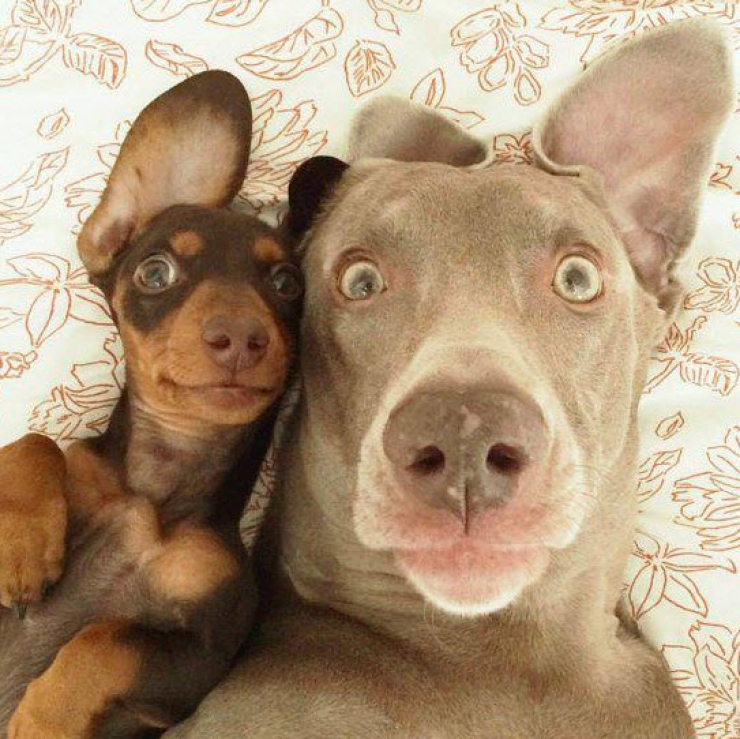 Illustration de l'article : 8 parmi les selfies d’animaux les plus improbables (et drôles)