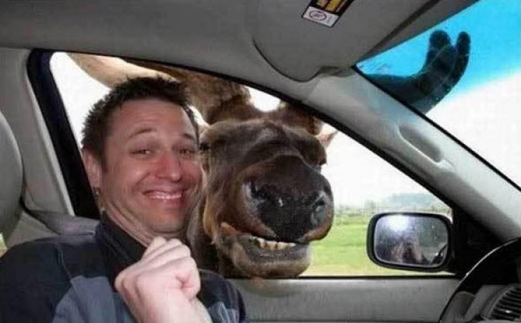 Illustration de l'article : 8 parmi les selfies d’animaux les plus improbables (et drôles)