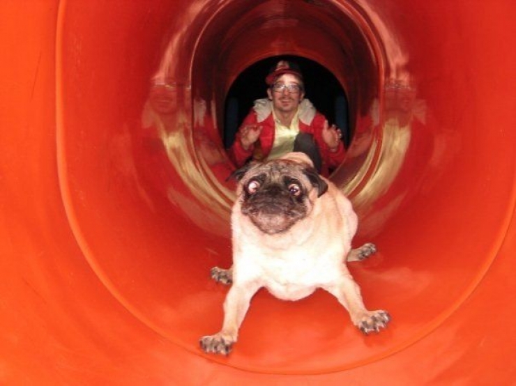 Illustration de l'article : Ces chiens qui ont le chic pour se mettre dans de drôles de situations...