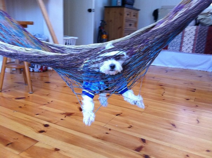 Illustration de l'article : Ces chiens qui ont le chic pour se mettre dans de drôles de situations...