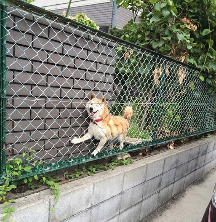 Illustration de l'article : Ces chiens qui ont le chic pour se mettre dans de drôles de situations...