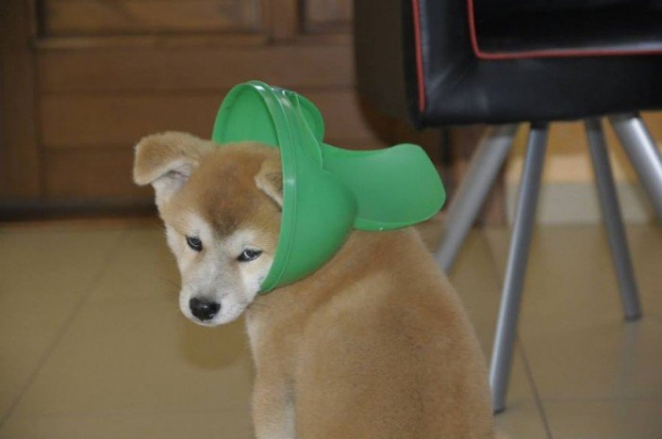 Illustration de l'article : Ces chiens qui ont le chic pour se mettre dans de drôles de situations...
