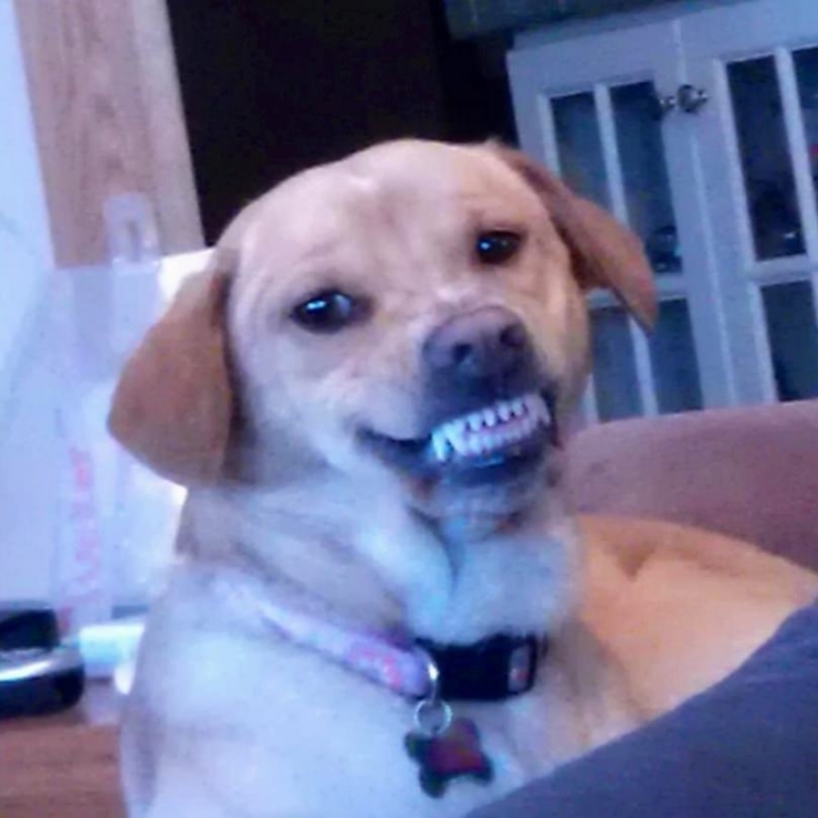 Illustration de l'article : 8 chiens à la fois surprenants et rigolos