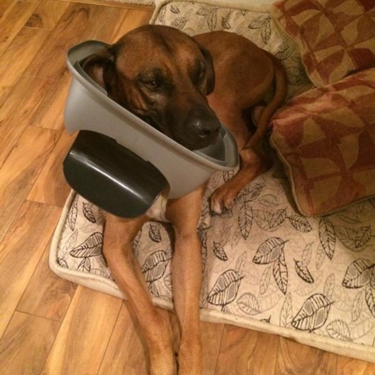 Illustration de l'article : 8 chiens à la fois surprenants et rigolos