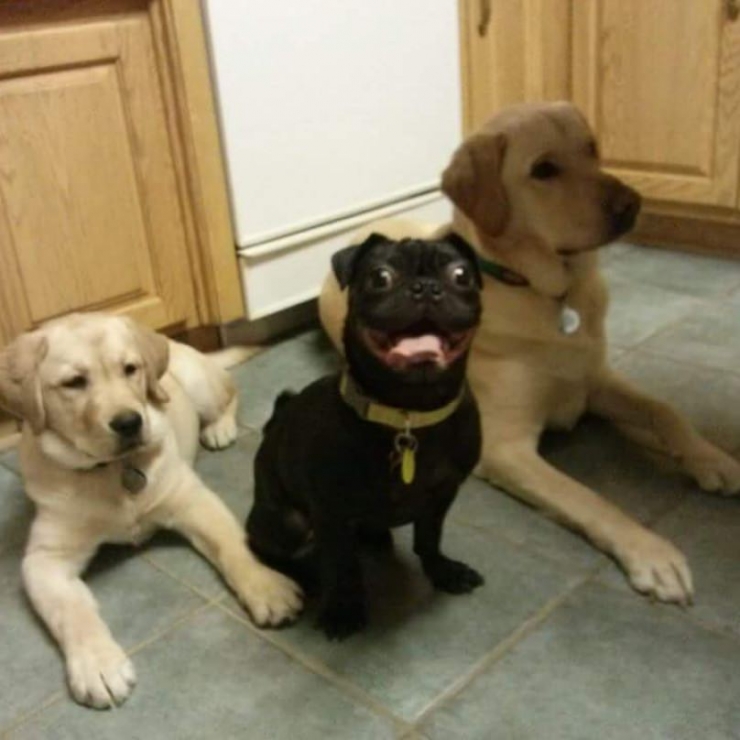 Illustration de l'article : 8 chiens à la fois surprenants et rigolos