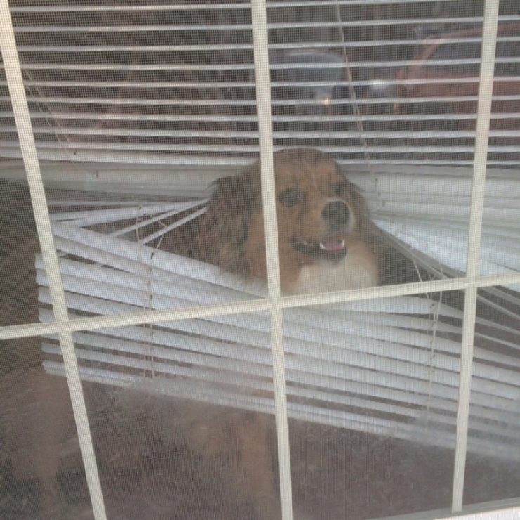 Illustration de l'article : 8 chiens à la fois surprenants et rigolos