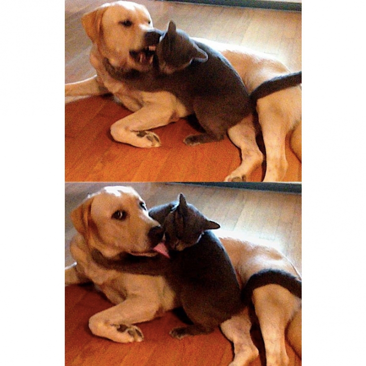 Illustration de l'article : 8 chiens à la fois surprenants et rigolos