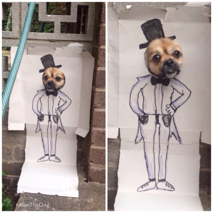 Illustration de l'article : 8 chiens à la fois surprenants et rigolos