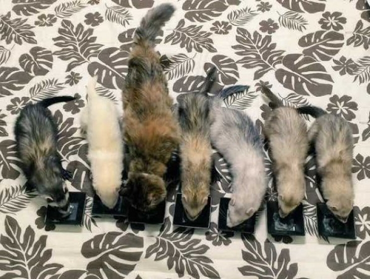 Illustration de l'article : Un chaton fait connaissance avec ses nouveaux frères et soeurs : 6 furets !