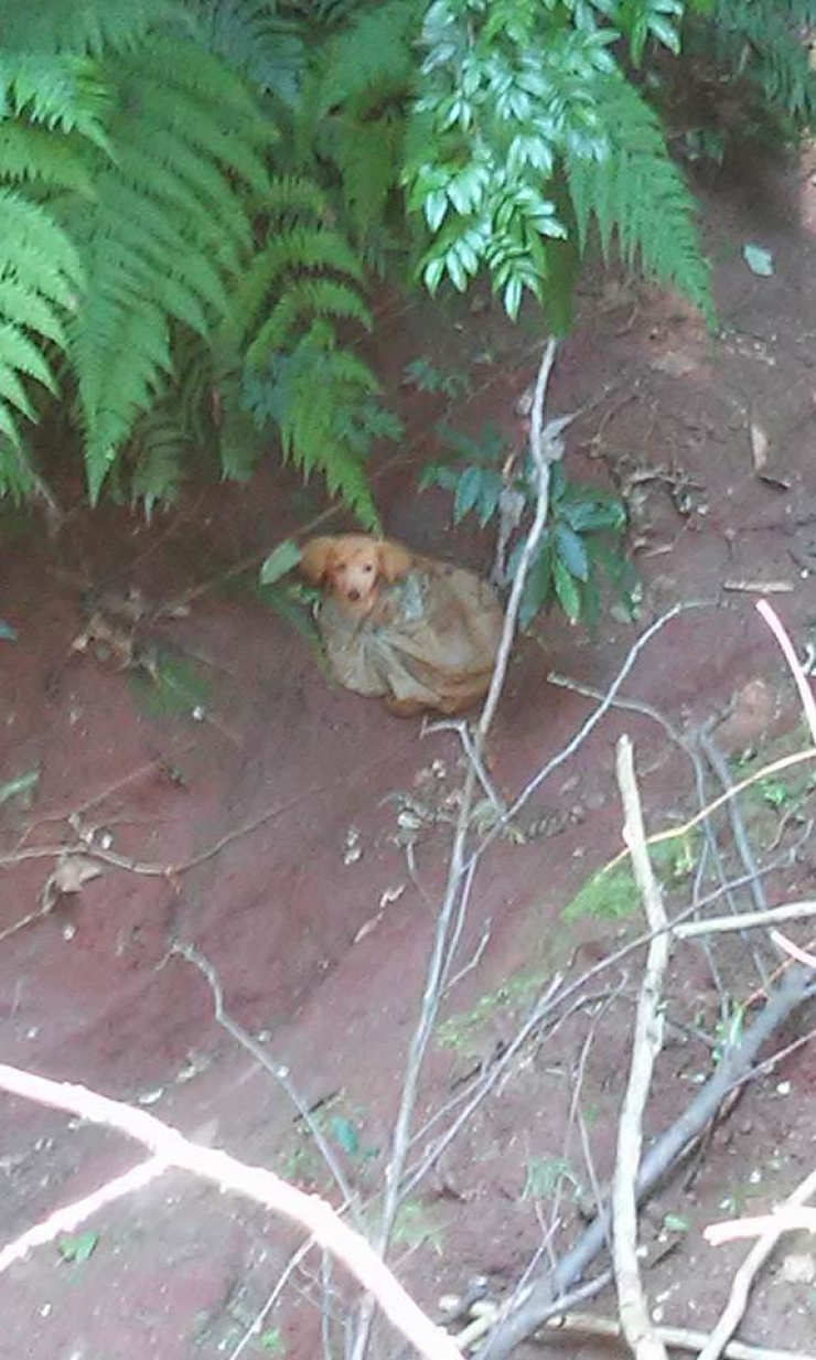 Illustration de l'article : Un pauvre animal abandonn&eacute; a &eacute;t&eacute; aper&ccedil;u dans un sac...