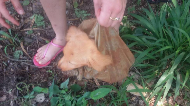 Illustration de l'article : Un pauvre animal abandonn&eacute; a &eacute;t&eacute; aper&ccedil;u dans un sac...