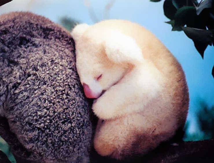 Illustration de l'article : Regardez ces 11 bébés d'animaux et vous fondrez immédiatement