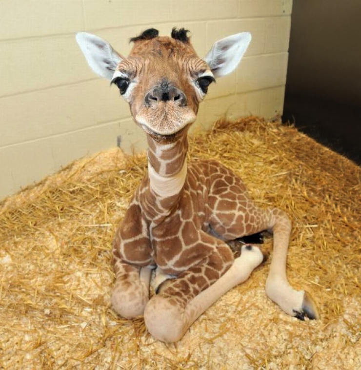 Illustration de l'article : Regardez ces 11 bébés d'animaux et vous fondrez immédiatement