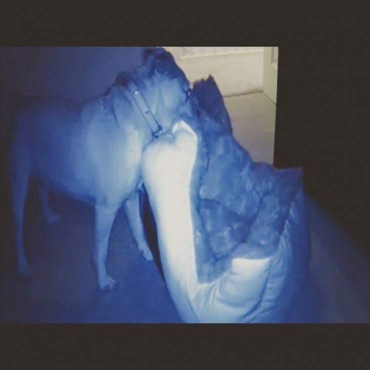 Illustration de l'article : Il ne faut jamais laisser son chien tout seul, la preuve avec ces 8 clichés...