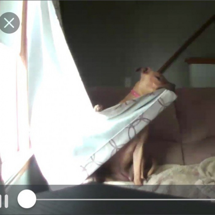 Illustration de l'article : Il ne faut jamais laisser son chien tout seul, la preuve avec ces 8 clichés...