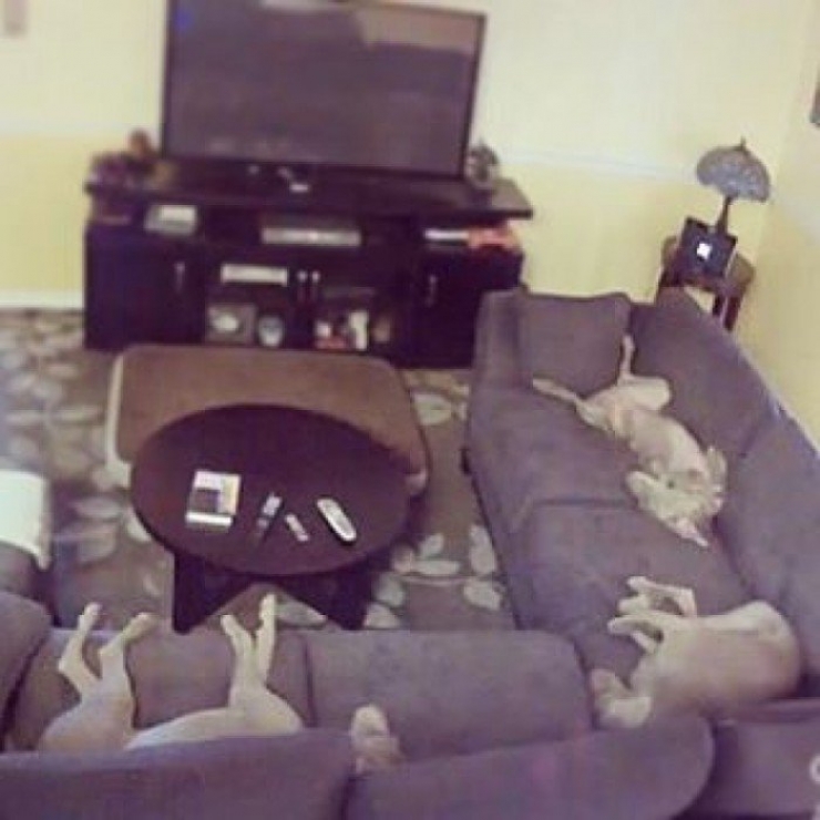 Illustration de l'article : Il ne faut jamais laisser son chien tout seul, la preuve avec ces 8 clichés...