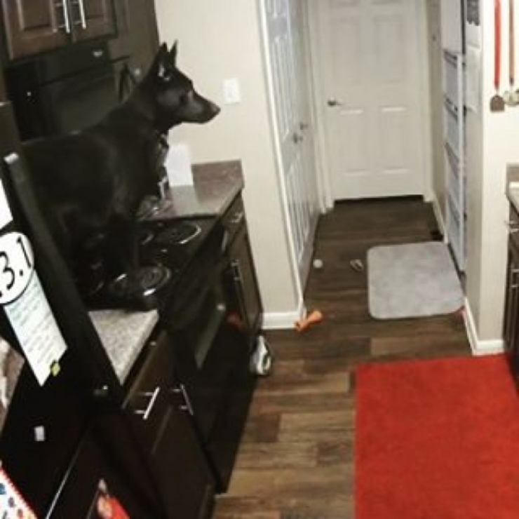 Illustration de l'article : Il ne faut jamais laisser son chien tout seul, la preuve avec ces 8 clichés...