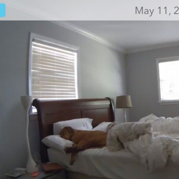 Illustration de l'article : Il ne faut jamais laisser son chien tout seul, la preuve avec ces 8 clichés...