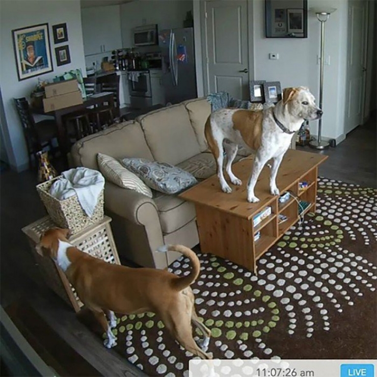 Illustration de l'article : Il ne faut jamais laisser son chien tout seul, la preuve avec ces 8 clichés...