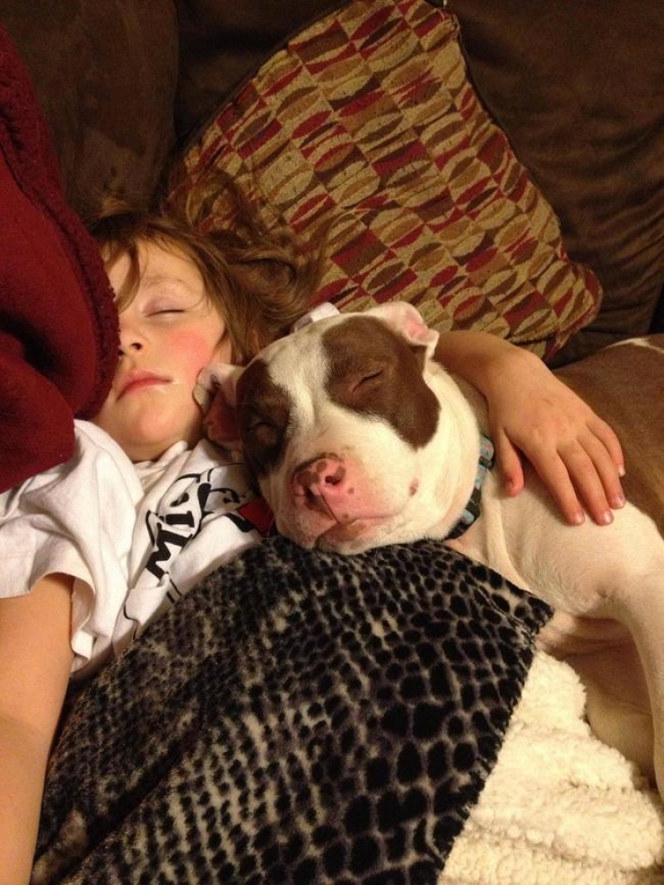 Illustration de l'article : 10 photographies qui vous font voir les pitbulls d'une autre façon