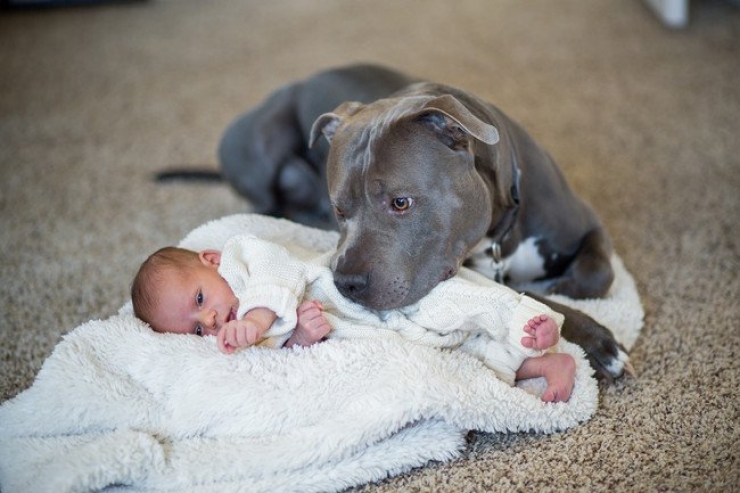 Illustration de l'article : 10 photographies qui vous font voir les pitbulls d'une autre façon