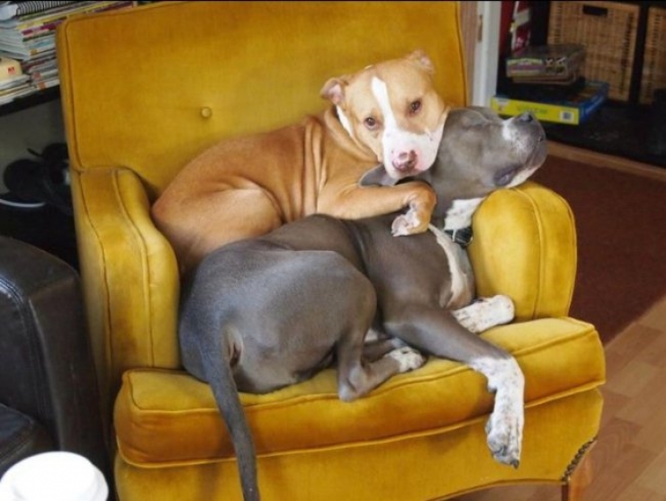Illustration de l'article : 10 photographies qui vous font voir les pitbulls d'une autre façon
