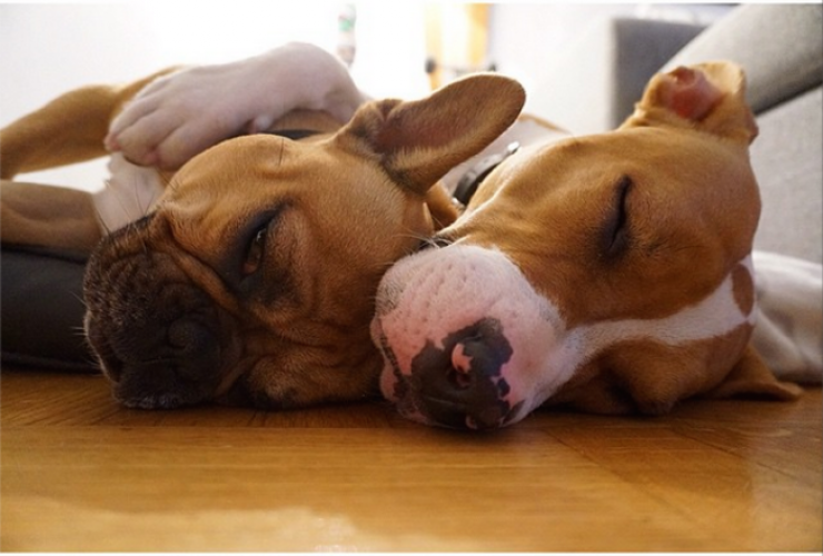 Illustration de l'article : 10 photographies qui vous font voir les pitbulls d'une autre façon