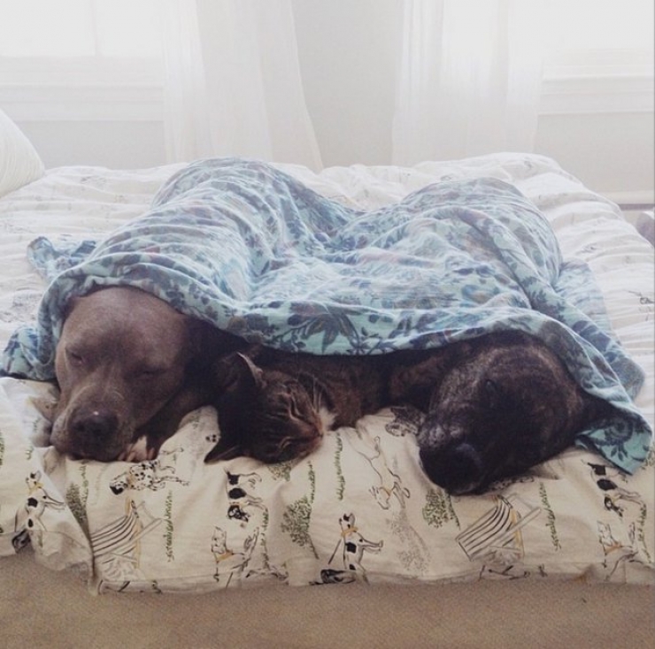 Illustration de l'article : 10 photographies qui vous font voir les pitbulls d'une autre façon