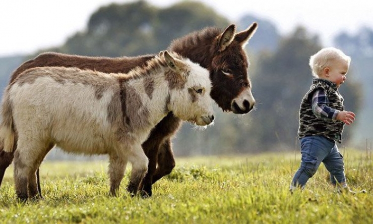 Illustration de l'article : 10 clichés qui vous feront voir les ânes nains d'une autre façon