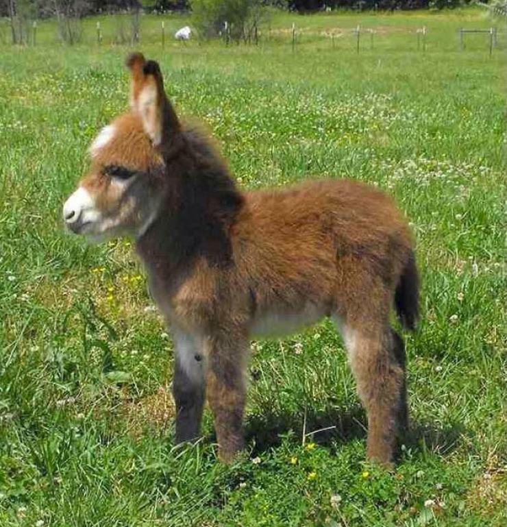 Illustration de l'article : 10 clichés qui vous feront voir les ânes nains d'une autre façon