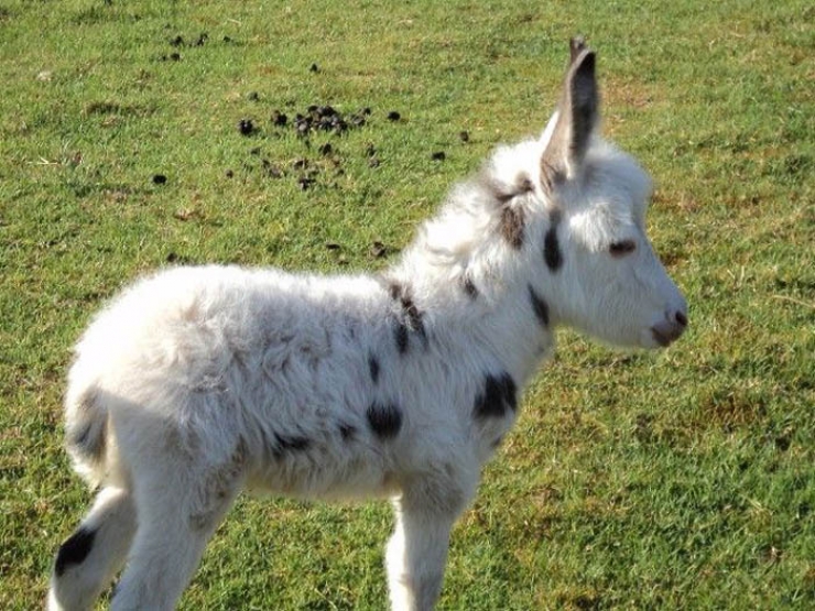 Illustration de l'article : 10 clichés qui vous feront voir les ânes nains d'une autre façon