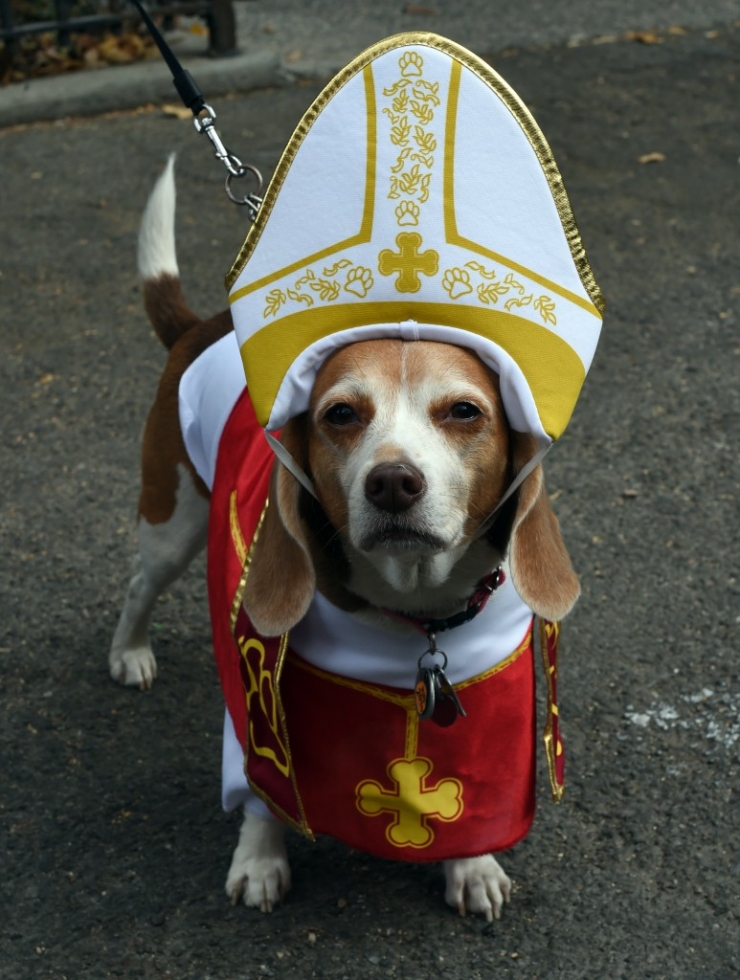 Illustration de l'article : 11 parmi les meilleures photos de la "Halloween Dog Parade" à New York
