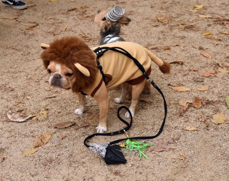 Illustration de l'article : 11 parmi les meilleures photos de la "Halloween Dog Parade" à New York