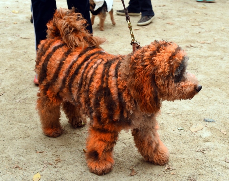 Illustration de l'article : 11 parmi les meilleures photos de la "Halloween Dog Parade" à New York