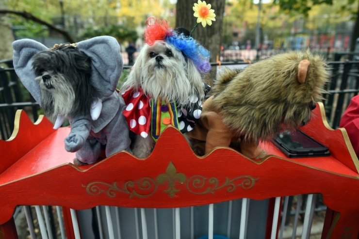 Illustration de l'article : 11 parmi les meilleures photos de la "Halloween Dog Parade" à New York