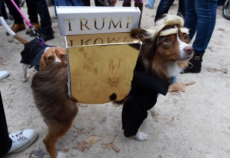 Illustration de l'article : 11 parmi les meilleures photos de la "Halloween Dog Parade" à New York