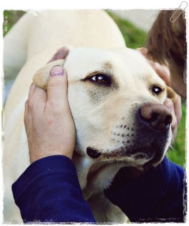 Illustration de l'article : Ces 8 photos confirment, s'il le fallait, l'excellente réputation des Labradors
