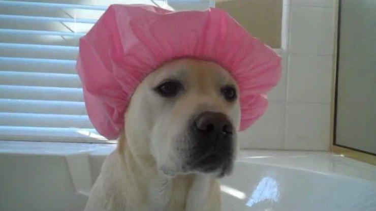 Illustration de l'article : Ces 8 photos confirment, s'il le fallait, l'excellente réputation des Labradors