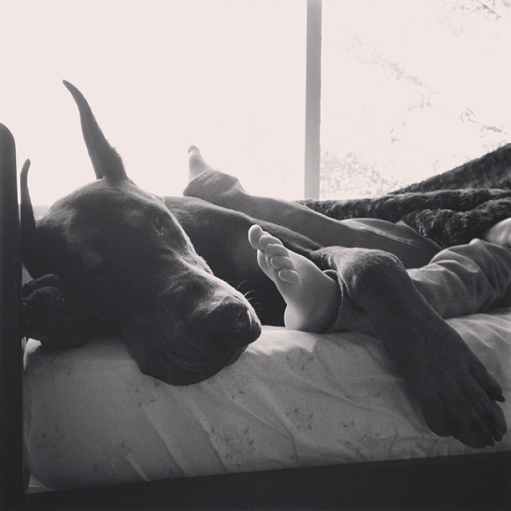 Illustration de l'article : Voici la petite Siena, 3 ans, et Buddha, le dobermann de 2 ans. Les photos de leur merveilleuse amitié vous laisseront sans voix