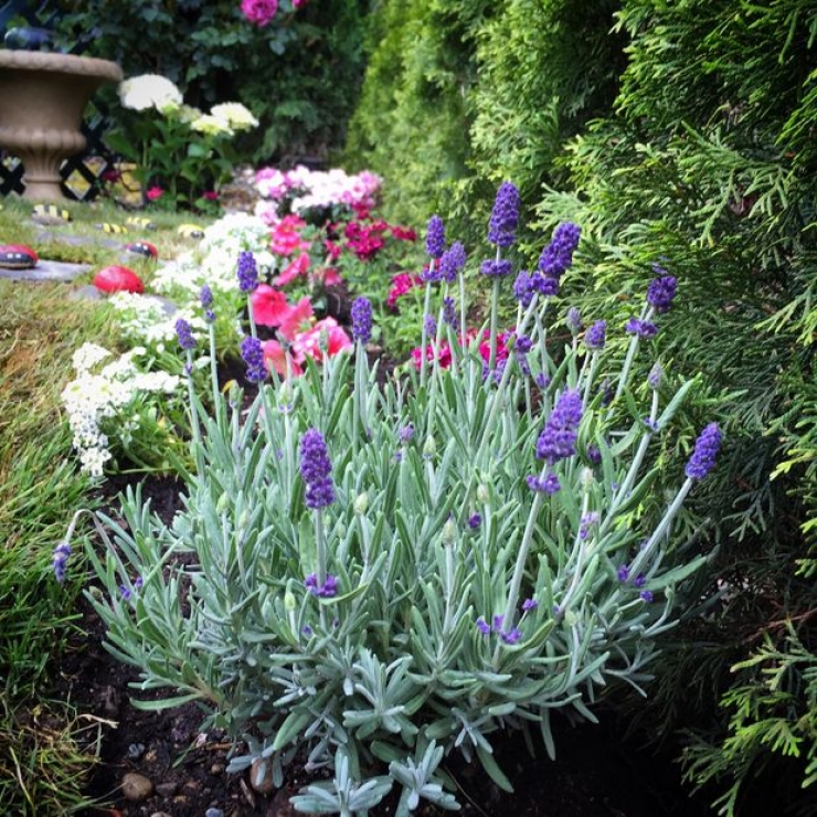 Illustration de l'article : Elle cr&eacute;e un jardin secret &agrave; sa fille pour son anniversaire... Une id&eacute;e de g&eacute;nie ! 