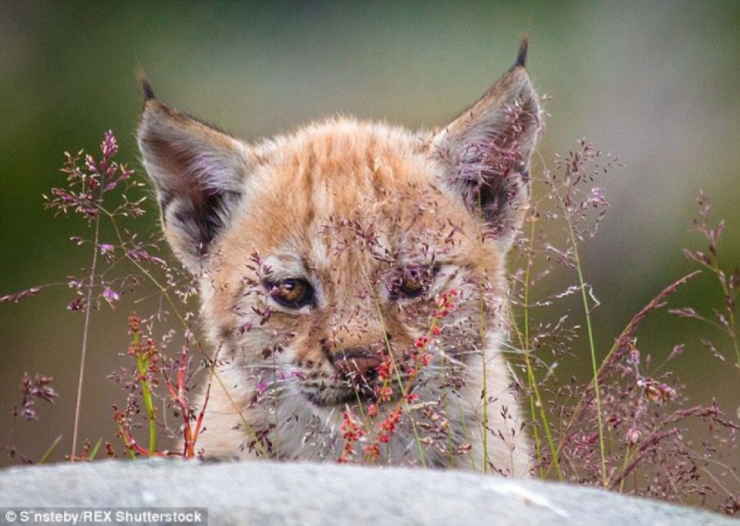 Illustration de l'article : De magnifiques photos d'une famille de lynx en Norvège
