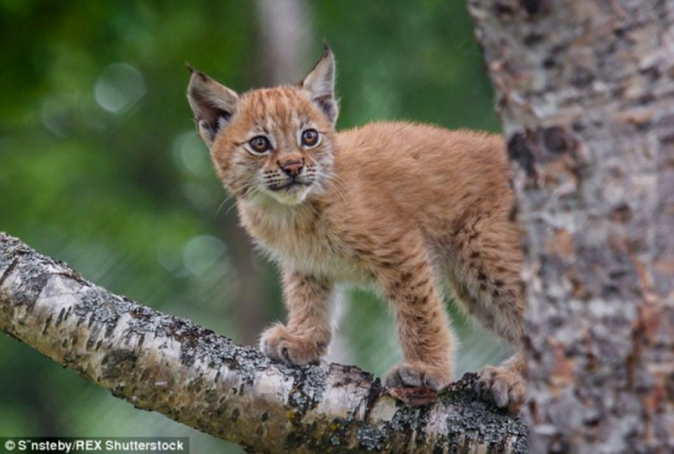 Illustration de l'article : De magnifiques photos d'une famille de lynx en Norvège