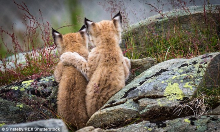 Illustration de l'article : De magnifiques photos d'une famille de lynx en Norvège