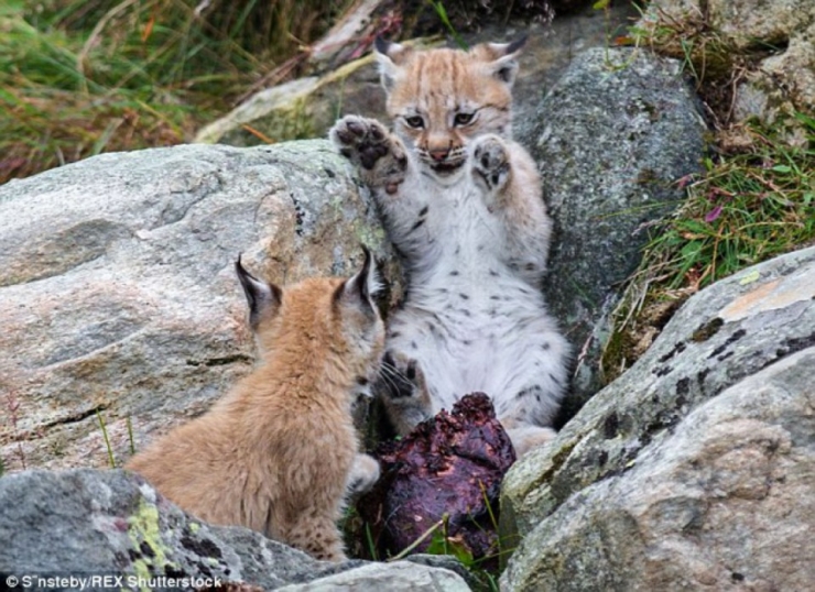 Illustration de l'article : De magnifiques photos d'une famille de lynx en Norvège