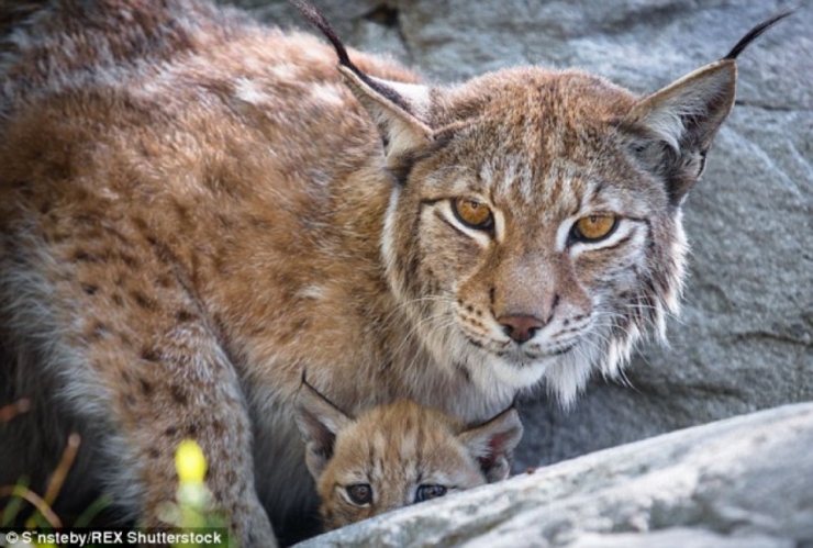 Illustration de l'article : De magnifiques photos d'une famille de lynx en Norvège