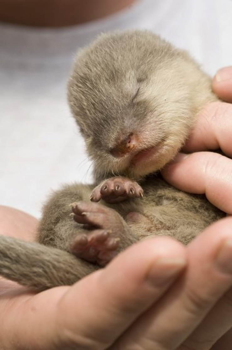 Illustration de l'article : 15 animaux que l'on a rarement l'occasion de voir aussi jeunes
