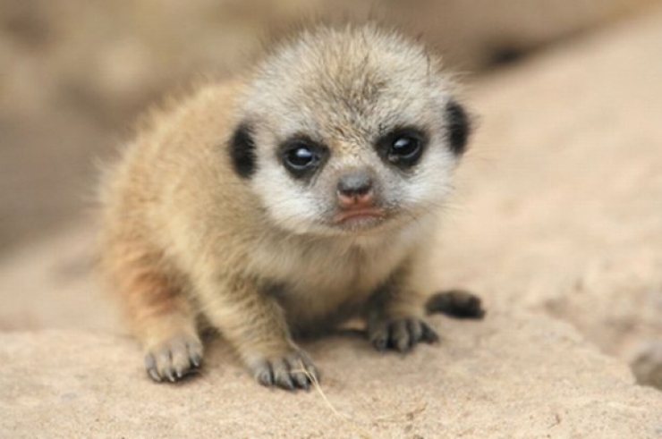 Illustration de l'article : 15 animaux que l'on a rarement l'occasion de voir aussi jeunes