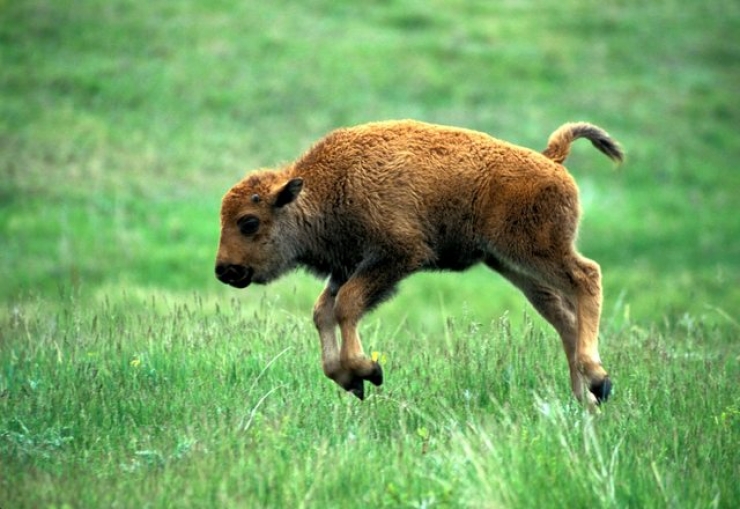 Illustration de l'article : 15 animaux que l'on a rarement l'occasion de voir aussi jeunes