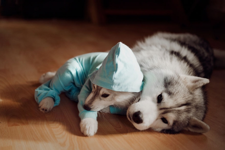 Illustration de l'article : Les huskys de cette photographe sont très à l'aise face à l'objectif