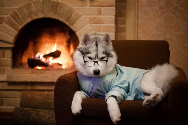 Illustration de l'article : Les huskys de cette photographe sont très à l'aise face à l'objectif